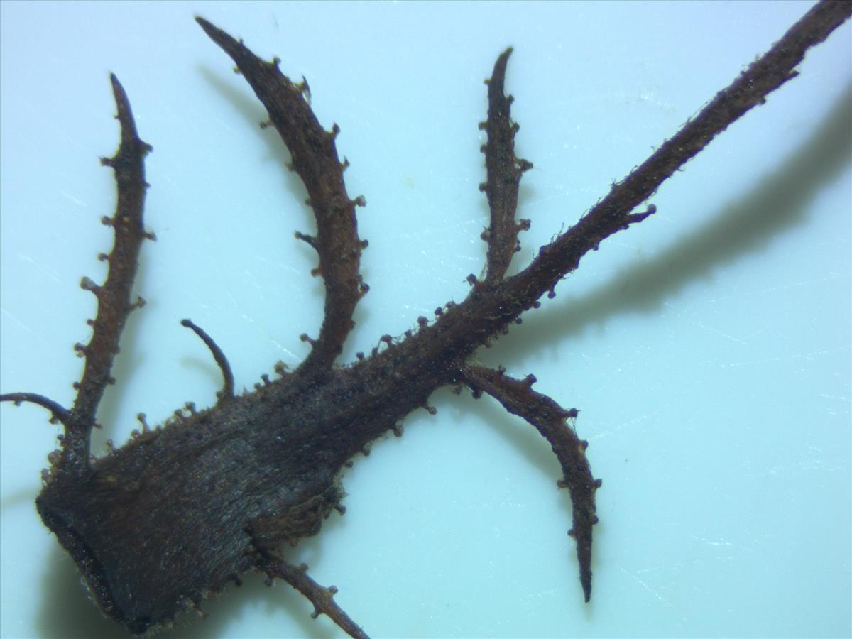 Rosa agrestis (door Jan Klinckenberg)